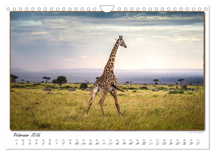 Produktbild: Abenteuer Masai Mara (Wandkalender 2026 DIN A4 quer), CALVENDO Monatskalender