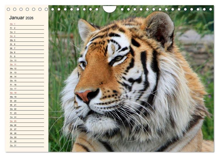 Produktbild: Tiger. Gestreift, wild und sch&ouml;n (Wandkalender 2026 DIN A4 quer), CALVENDO Monatskalender