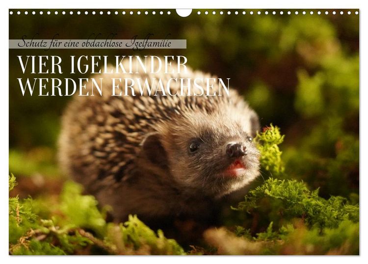 Produktbild: Schutz f&uuml;r eine obdachlose Igelfamilie - Vier Igelkinder werden erwachsen. (Wandkalender 2026 DIN A3 quer), CALVENDO Monatskalender