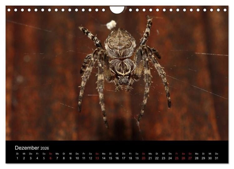 Produktbild: Unsere Spinnen - im Gespr&auml;ch (Wandkalender 2026 DIN A4 quer), CALVENDO Monatskalender