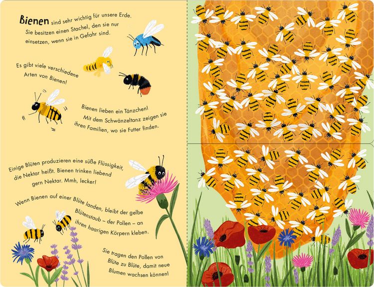 Produktbild: Bienen & K&auml;fer &ndash; Ein Klipp-Klapp-Buch &uuml;ber Krabbeltiere