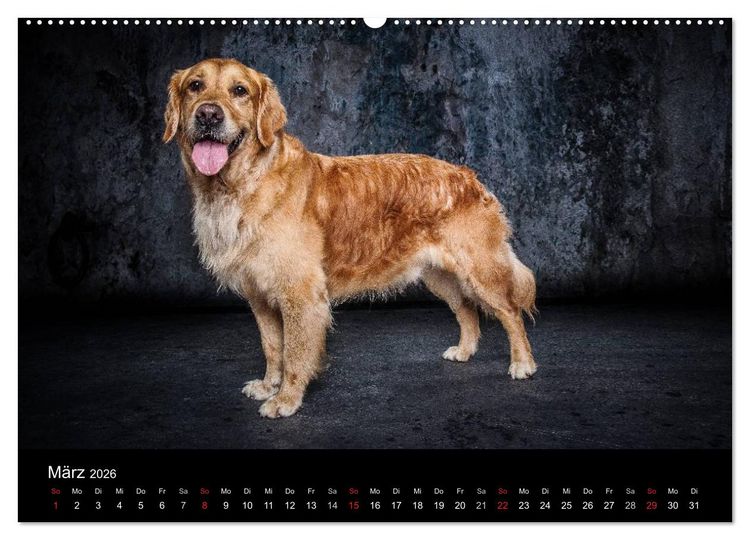 Produktbild: Urban Dogs - Hundekalender der anderen Art (Wandkalender 2026 DIN A2 quer), CALVENDO Monatskalender