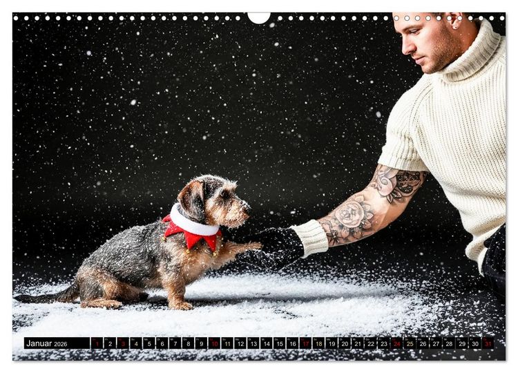 Produktbild: Coole Typen - Rauhaardackel (Wandkalender 2026 DIN A3 quer), CALVENDO Monatskalender