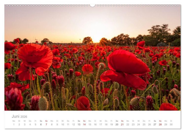 Produktbild: Lichtreise durch Schleswig-Holstein (Wandkalender 2026 DIN A2 quer), CALVENDO Monatskalender