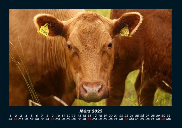 Produktbild: Kuhkalender 2025 Fotokalender DIN A4