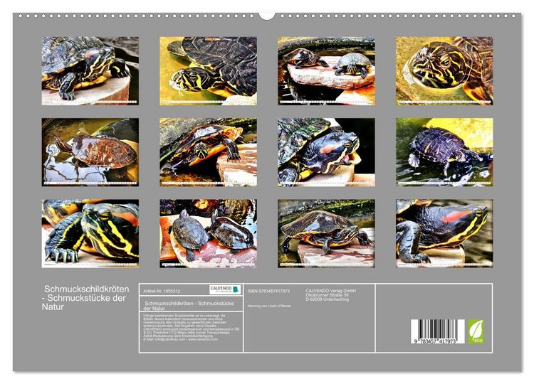 Produktbild: Schmuckschildkr&ouml;ten - Schmuckst&uuml;cke der Natur (hochwertiger Premium Wandkalender 2026 DIN A2 quer), Kunstdruck in Hochglanz