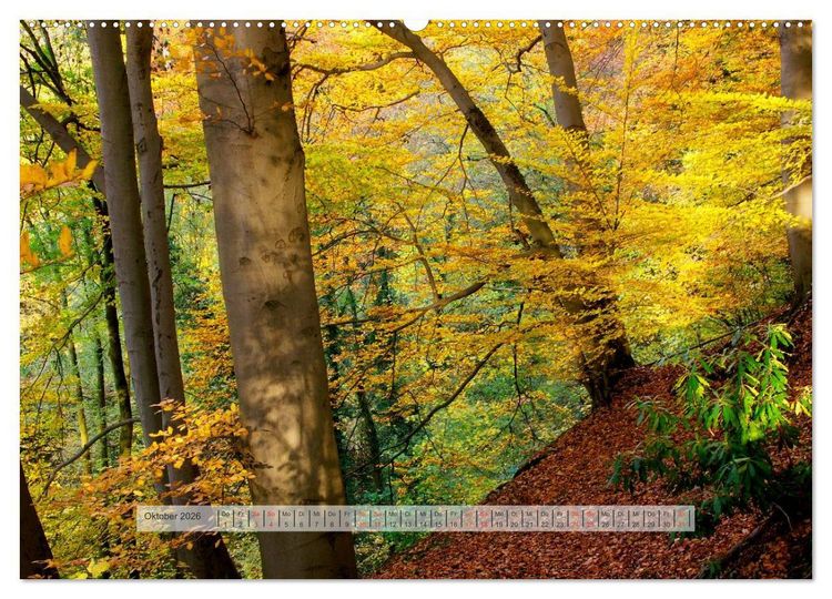 Produktbild: Wald im Bergischen Land 2026 (hochwertiger Premium Wandkalender 2026 DIN A2 quer), Kunstdruck in Hochglanz