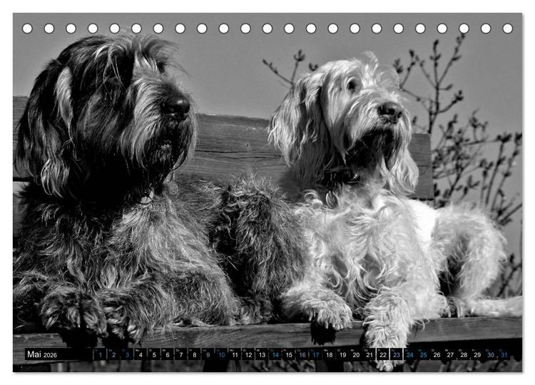 Produktbild: Carissimo Spinone Italiano (Tischkalender 2026 DIN A5 quer), CALVENDO Monatskalender