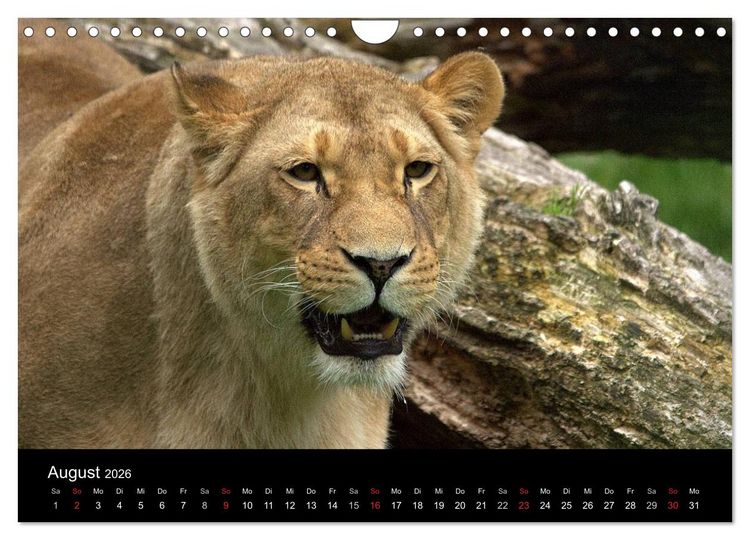 Produktbild: L&ouml;wen (Wandkalender 2026 DIN A4 quer), CALVENDO Monatskalender