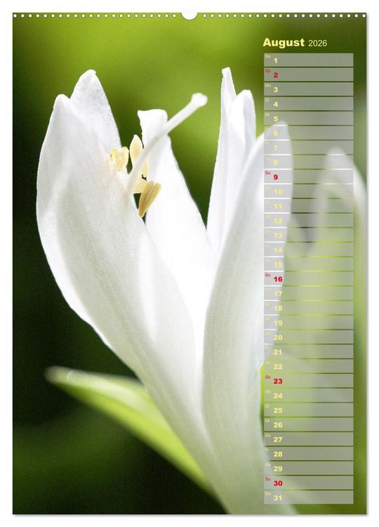 Produktbild: Hostas Herzblattlilien Funkien (Wandkalender 2026 DIN A2 hoch), CALVENDO Monatskalender