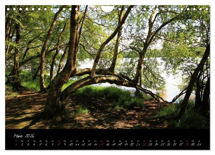 Produktbild: Broc&eacute;liande / Zauberwald der Bretagne (Wandkalender 2026 DIN A4 quer), CALVENDO Monatskalender