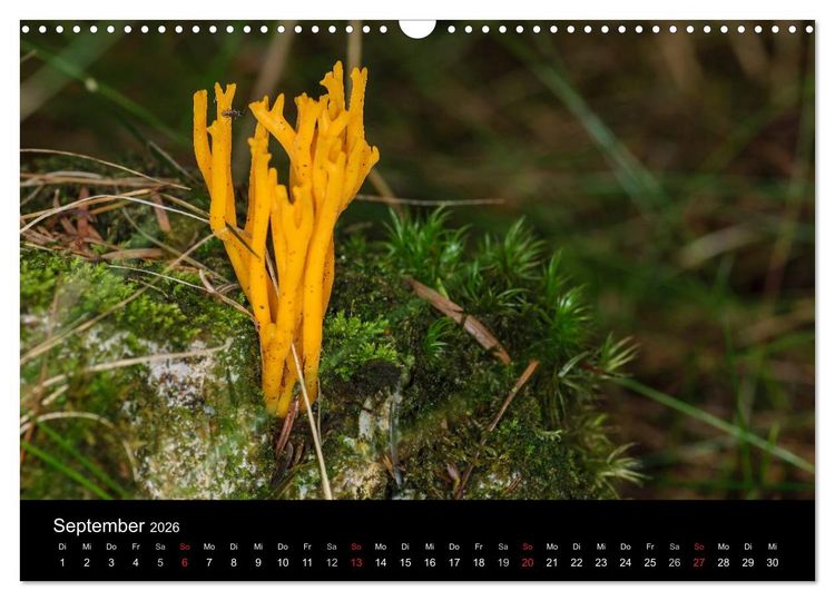 Produktbild: Pilze in Wald und Flur (Wandkalender 2026 DIN A3 quer), CALVENDO Monatskalender