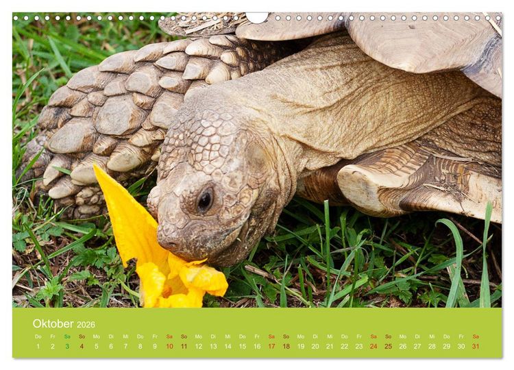 Produktbild: Meine Schildkr&ouml;ten (Wandkalender 2026 DIN A3 quer), CALVENDO Monatskalender