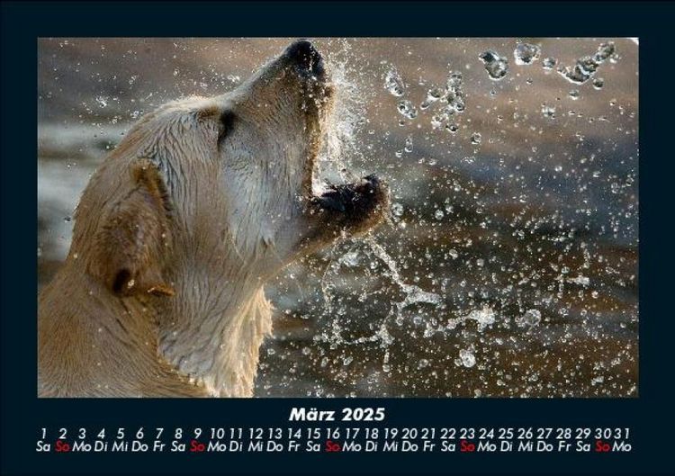 Produktbild: Hundezauber 2025 Fotokalender DIN A5