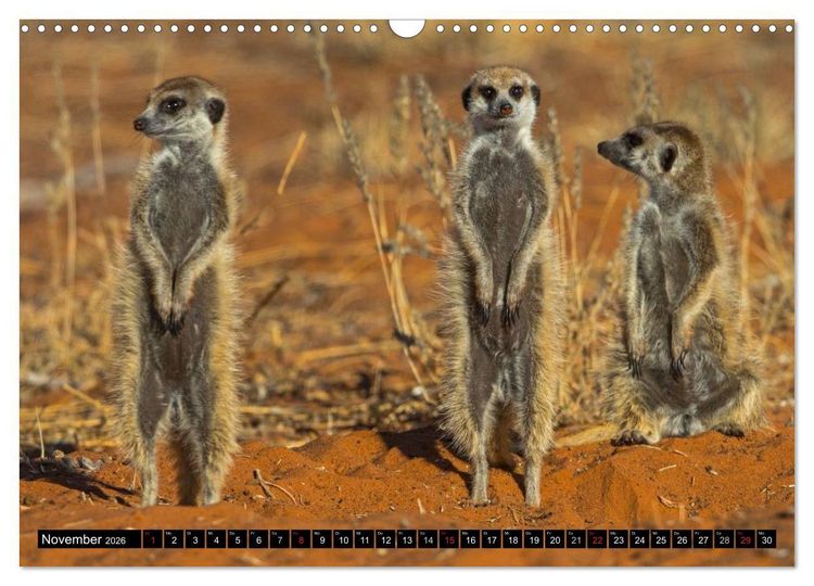 Produktbild: Safari durch das S&uuml;dliche Afrika (Wandkalender 2026 DIN A3 quer), CALVENDO Monatskalender