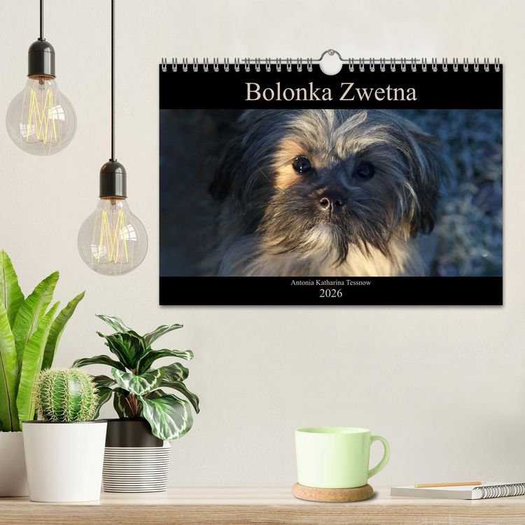 Produktbild: Bolonka Zwetna 2026 (Wandkalender 2026 DIN A4 quer), CALVENDO Monatskalender
