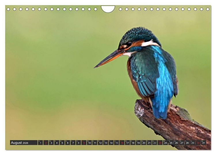 Produktbild: Der Eisvogel (Wandkalender 2026 DIN A4 quer), CALVENDO Monatskalender