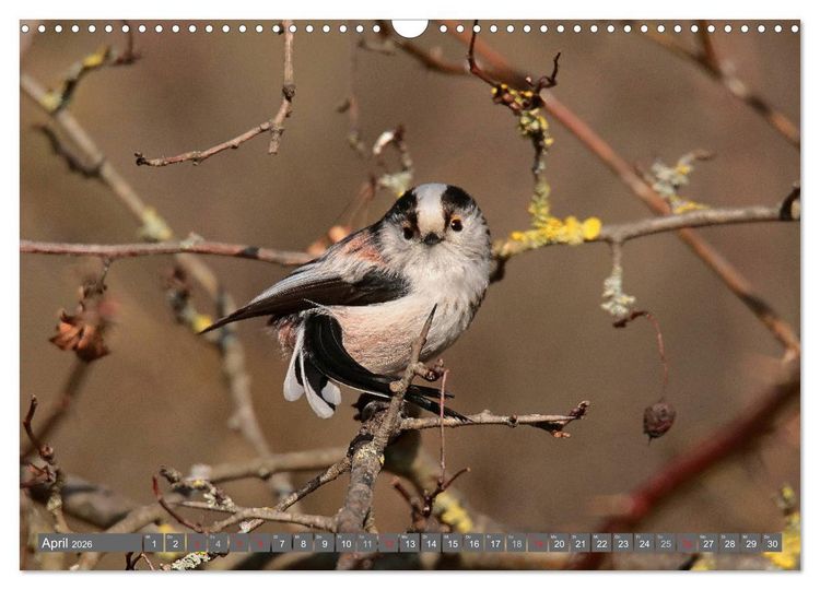 Produktbild: V&ouml;gel ganz nah (Wandkalender 2026 DIN A3 quer), CALVENDO Monatskalender