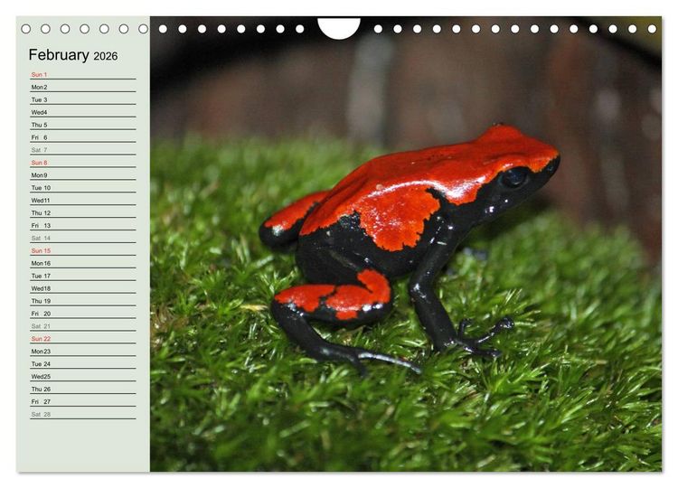 Produktbild: Poison dart frogs / UK-Version / Birthday Calendar (Wall Calendar 2026 DIN A4 landscape), CALVENDO 12 Month Wall Calendar