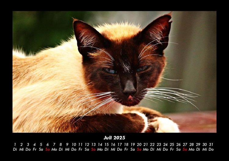 Produktbild: F&uuml;r Katzenfreunde 2025 Fotokalender DIN A3