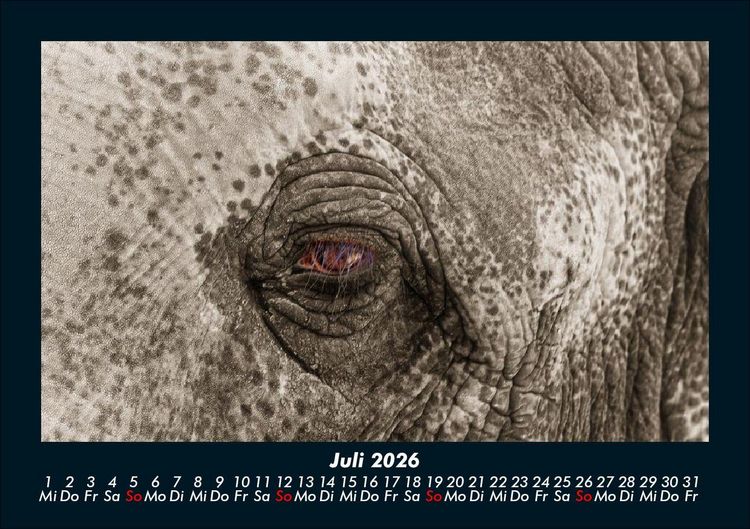 Produktbild: Elefanten - Die sanften Riesen Afrikas 2026 Fotokalender DIN A5