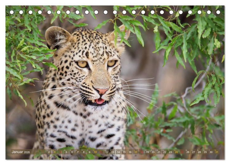 Produktbild: L&ouml;wen und Leoparden - Begegnungen in Afrika (Tischkalender 2026 DIN A5 quer), CALVENDO Monatskalender