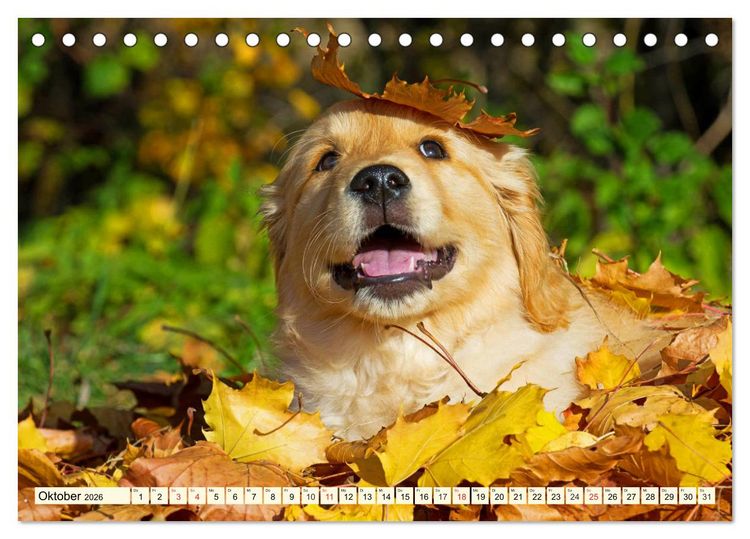 Produktbild: Golden Retriever - Freunde auf 4 Pfoten (Tischkalender 2026 DIN A5 quer), CALVENDO Monatskalender