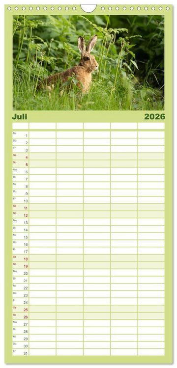 Produktbild: Familienplaner 2026 - Feldhasen unterwegs in Wald und Flur mit 5 Spalten (Wandkalender, 21 x 45 cm) CALVENDO