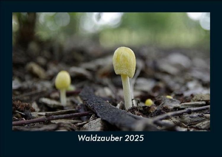 Produktbild: Waldzauber 2025 Fotokalender DIN A5