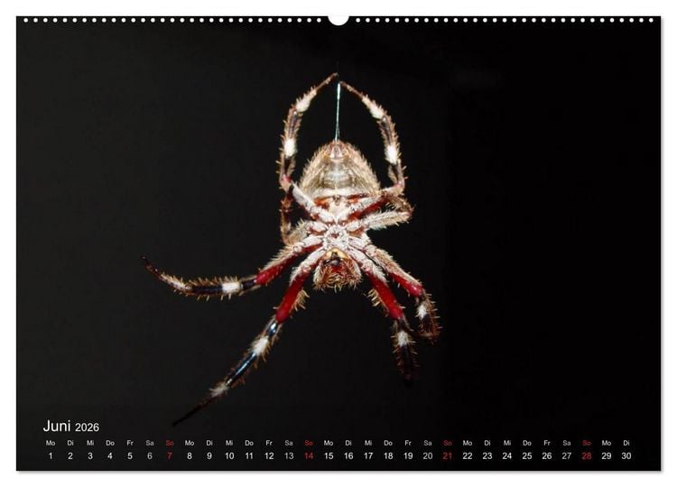 Produktbild: Faszination Spinnen (hochwertiger Premium Wandkalender 2026 DIN A2 quer), Kunstdruck in Hochglanz