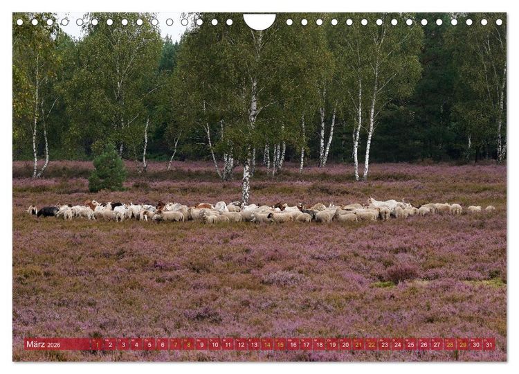 Produktbild: Naturpark Niederlausitzer Heidelandschaft - Heidebl&uuml;te (Wandkalender 2026 DIN A4 quer), CALVENDO Monatskalender