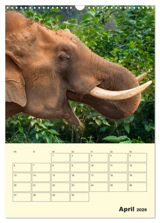 Produktbild: ELEFANTEN - Asiens graue Riesen (Wandkalender 2026 DIN A3 hoch), CALVENDO Monatskalender