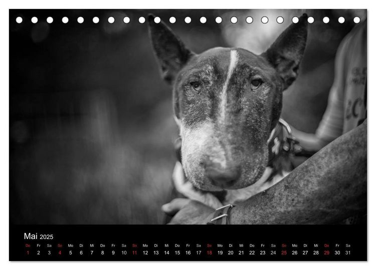 Produktbild: Bullterrier (Tischkalender 2025 DIN A5 quer), CALVENDO Monatskalender