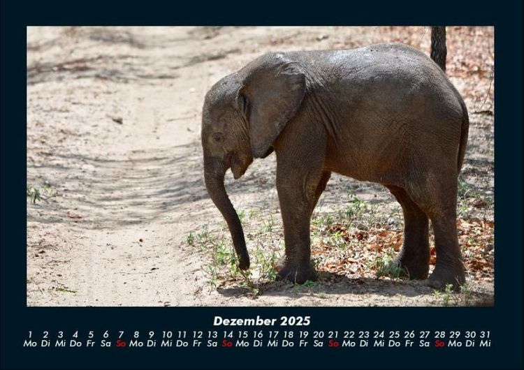 Produktbild: Elefanten - Die sanften Riesen Afrikas 2025 Fotokalender DIN A4