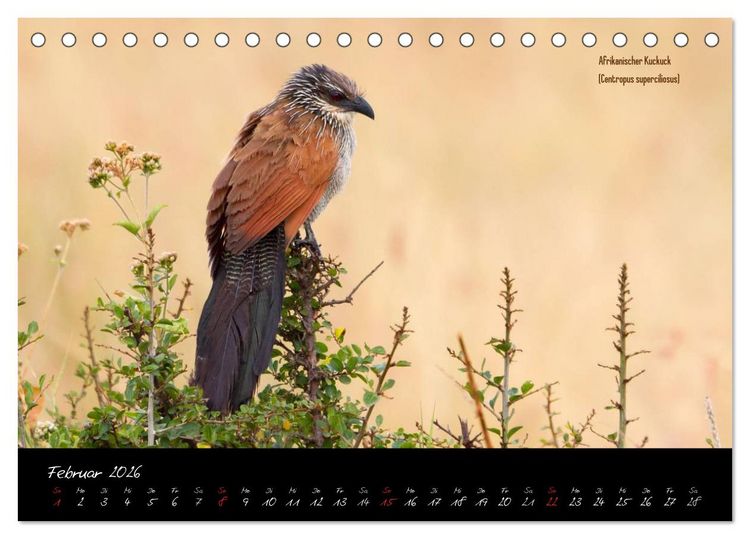 Produktbild: Faszination Afrika - wilde Tiere der Masai Mara - Kenia (Tischkalender 2026 DIN A5 quer), CALVENDO Monatskalender