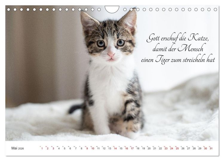 Produktbild: Kitten auf Entdeckungsreise (Wandkalender 2026 DIN A4 quer), CALVENDO Monatskalender