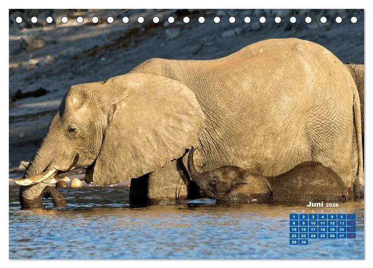 Produktbild: Afrikas Tierwelt: Elefantenbabys (Tischkalender 2026 DIN A5 quer), CALVENDO Monatskalender