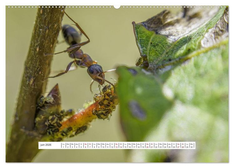 Produktbild: La vie de nos prairies - Le monde des fourmis (Calendrier mural 2026 DIN A2 vertical) calendrier de bureau