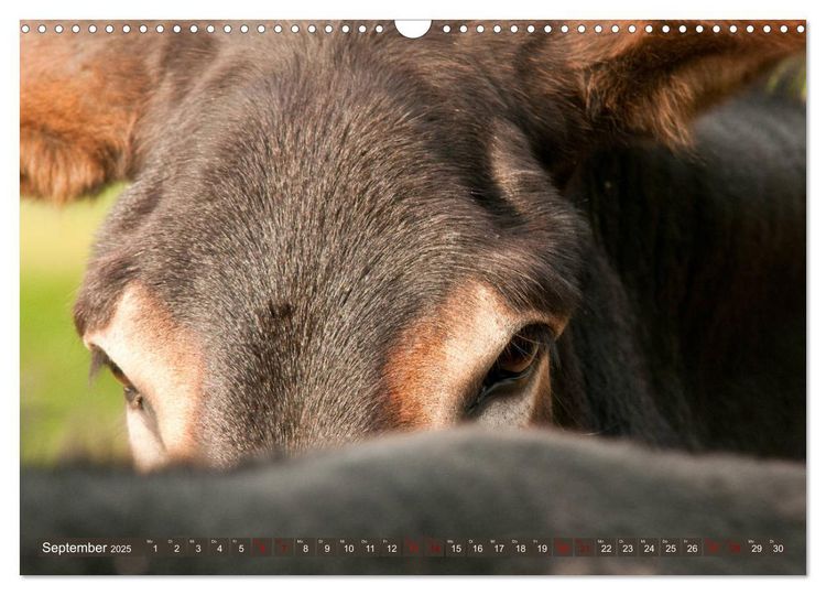 Produktbild: Bulgarische Gro&szlig;esel - Schwarze Sch&ouml;nheiten (Wandkalender 2025 DIN A3 quer), CALVENDO Monatskalender