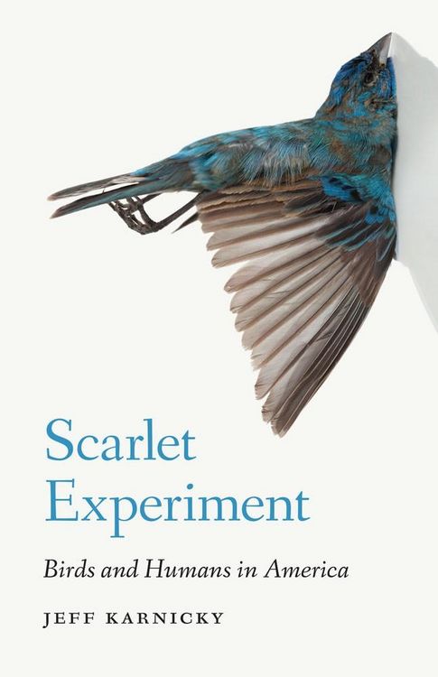 Produktbild: Scarlet Experiment