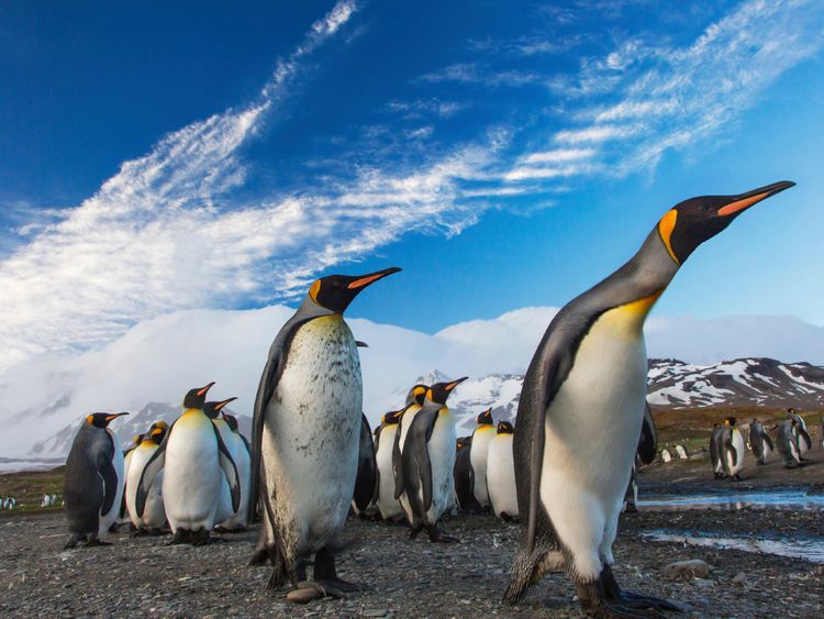 Produktbild: CALVENDO Puzzle Pinguine-Marsch | 1000 Teile Lege-Gr&ouml;&szlig;e 64x48cm Foto-Puzzle f&uuml;r gl&uuml;ckliche Stunden