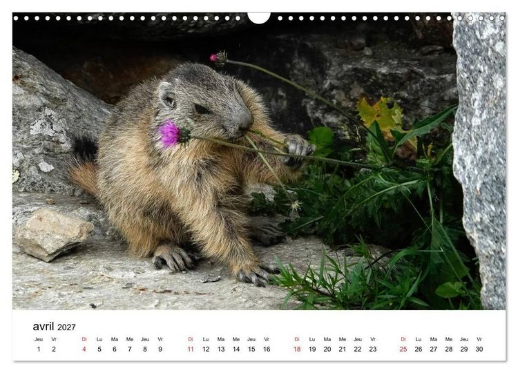 Produktbild: Le monde des marmottes en Haute Maurienne (Calendrier mural 2027 DIN A3 vertical), CALVENDO calendrier mensuel