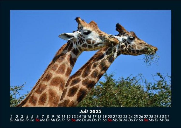 Produktbild: Giraffen 2025 Fotokalender DIN A5