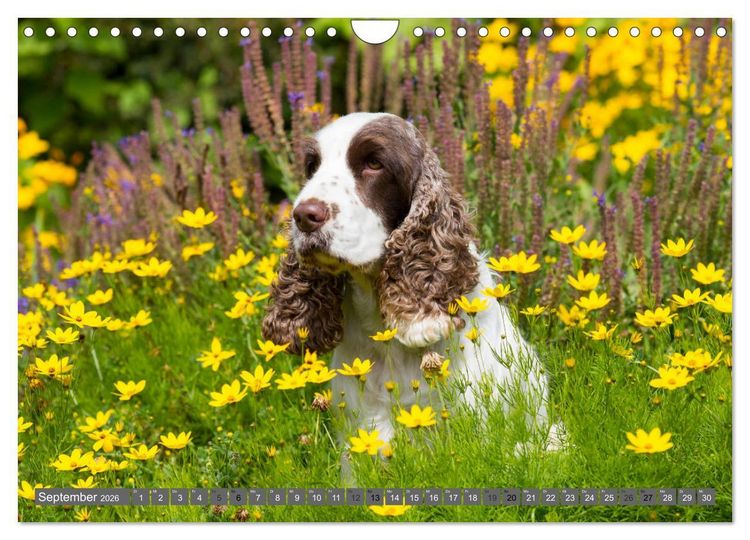 Produktbild: English Cocker Spaniels - Ein Spaziergang im Park (Wandkalender 2026 DIN A4 quer), CALVENDO Monatskalender