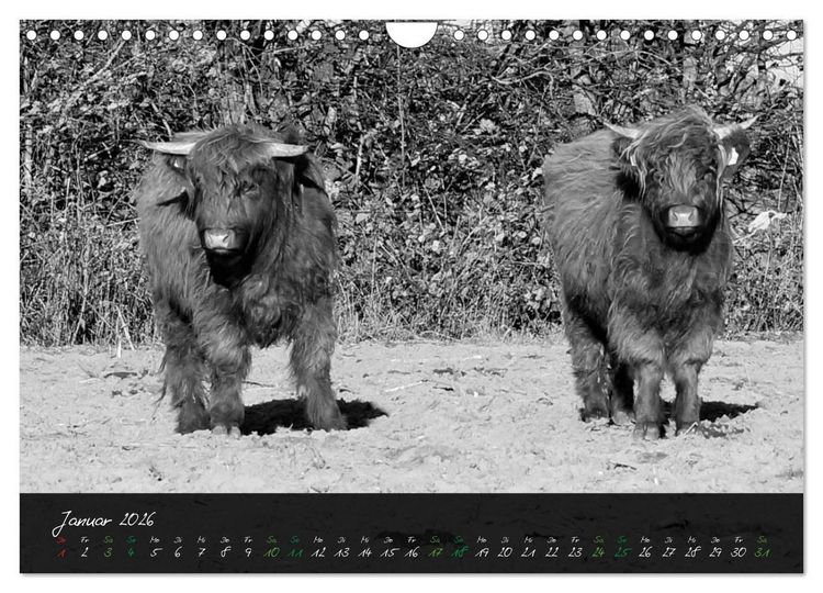 Produktbild: Highland Cattle vom Nordlicht - Faszination Hochland Rind (Wandkalender 2026 DIN A4 quer), CALVENDO Monatskalender