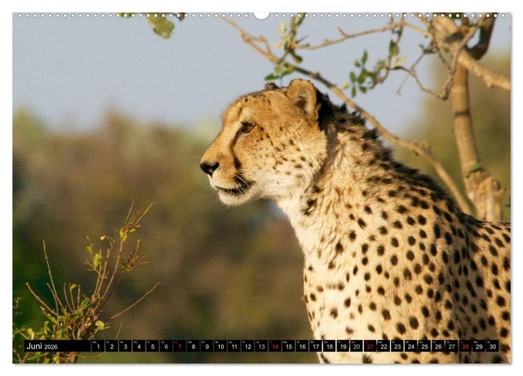 Produktbild: Die Lautlosen. Geparden und Leoparden (hochwertiger Premium Wandkalender 2026 DIN A2 quer), Kunstdruck in Hochglanz