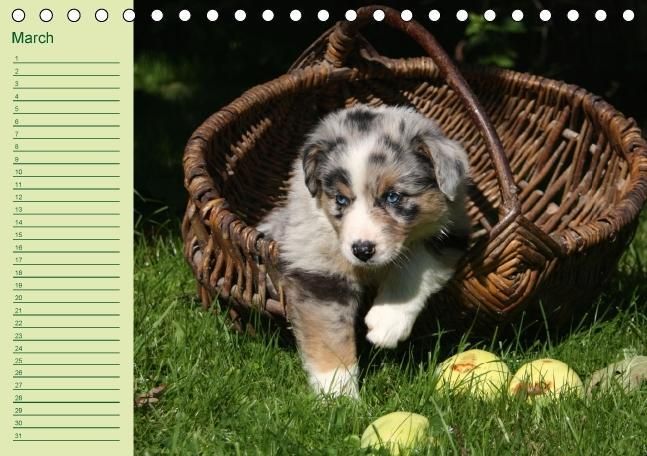 Produktbild: Puppies Birthday Calendar / UK-Version (Table Calendar perpetual DIN A5 Landscape)