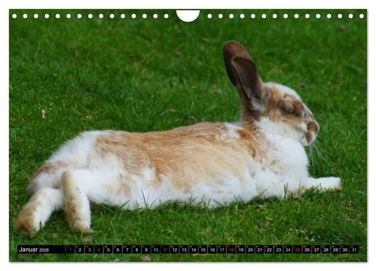 Produktbild: Liebenswerte Zwergkaninchen (Wandkalender 2026 DIN A4 quer), CALVENDO Monatskalender