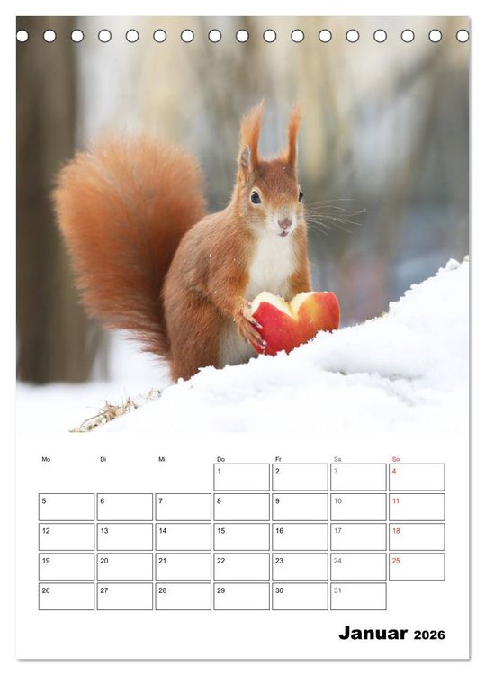 Produktbild: Die kleine Welt der Eichh&ouml;rnchen in Regensburg (Tischkalender 2026 DIN A5 hoch), CALVENDO Monatskalender
