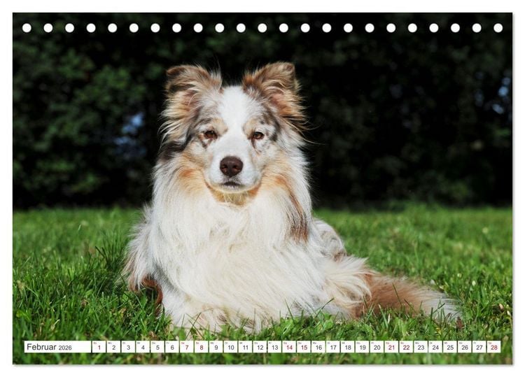 Produktbild: Border Collie - Das Universalgenie unter den Hunden (Tischkalender 2026 DIN A5 quer), CALVENDO Monatskalender
